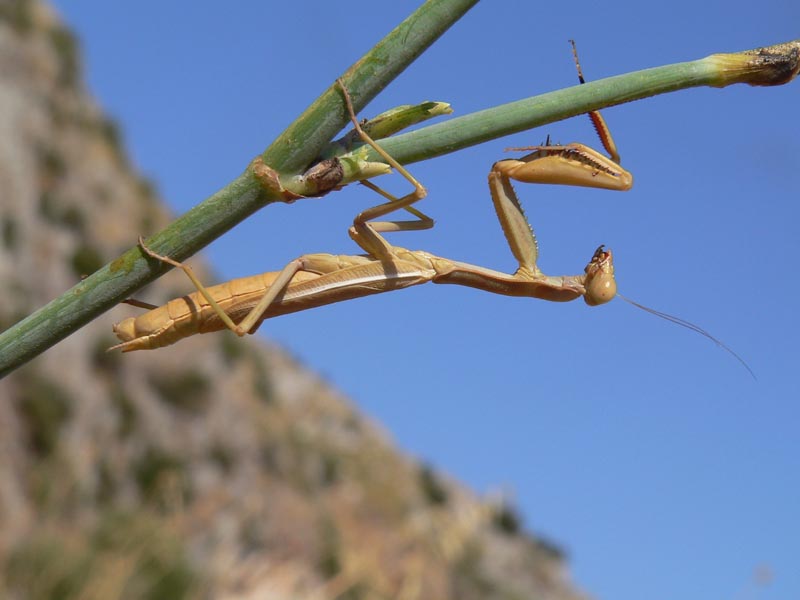 Iris oratoria